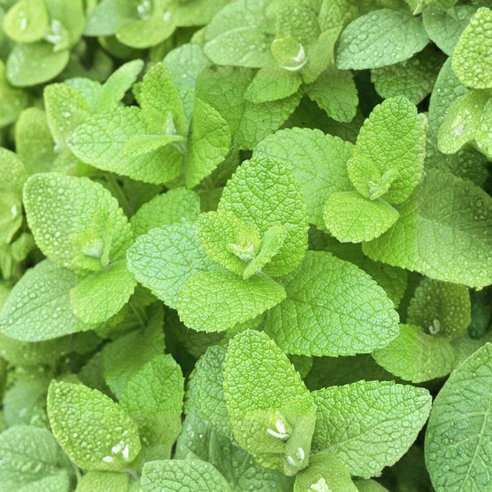 Apple Mint Cuttings – Mentha suaveolens Live Unrooted Organic Herb Cuttings for Rooting