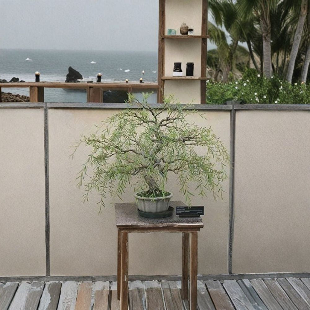 Dragon Weeping Willow Bonsai Cutting | Thick Trunk Live Tree Starter | Salix matsudana | Fast Growing Indoor Outdoor Plant