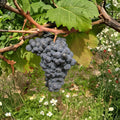 Carmine Wine Grape Vine – Cold Hardy Red Wine Grape for Northern Climates