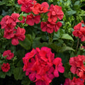 Presto Dark Fuchsia Geranium Seeds – 25+ Pelargonium Flower Seeds for Patio & Containers