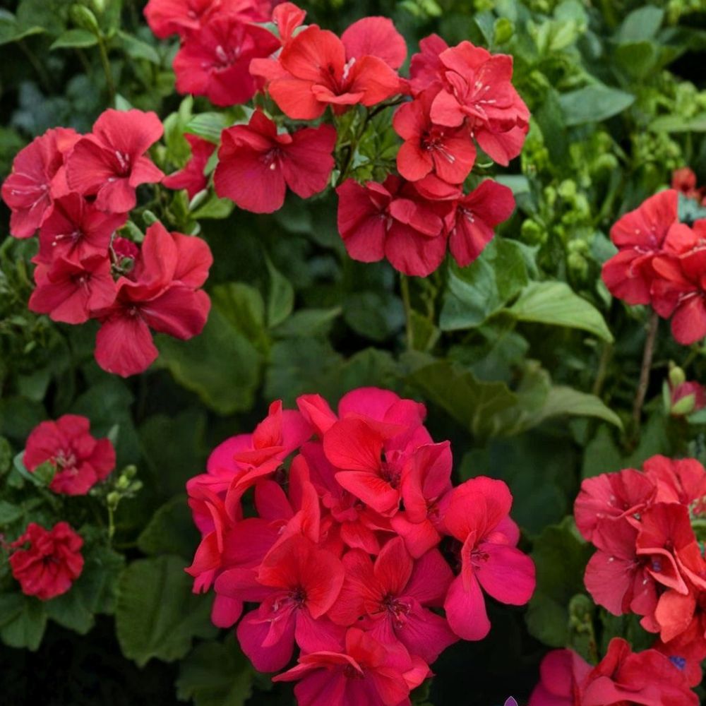 Presto Dark Fuchsia Geranium Seeds – 25+ Pelargonium Flower Seeds for Patio & Containers