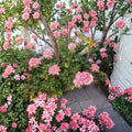 Rare Pink Flowering Geranium Live Plant – Hardy Rooted Pelargonium for Outdoor Gardens