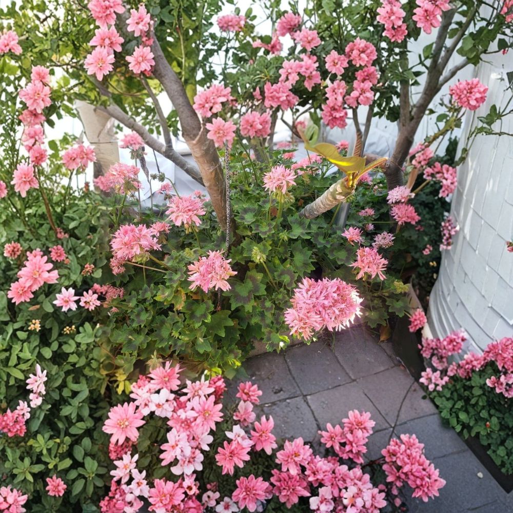 Rare Pink Flowering Geranium Live Plant – Hardy Rooted Pelargonium for Outdoor Gardens