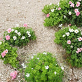 Silverwood Geranium Seeds – 25+ Premium Flower Seeds for Patio & Balcony