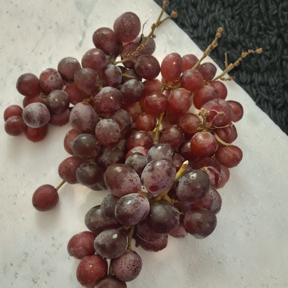 Vanessa Red Seedless Grape Vine – 1 Gallon Live Plant | Seedless Red Grapes | Self-Fertile
