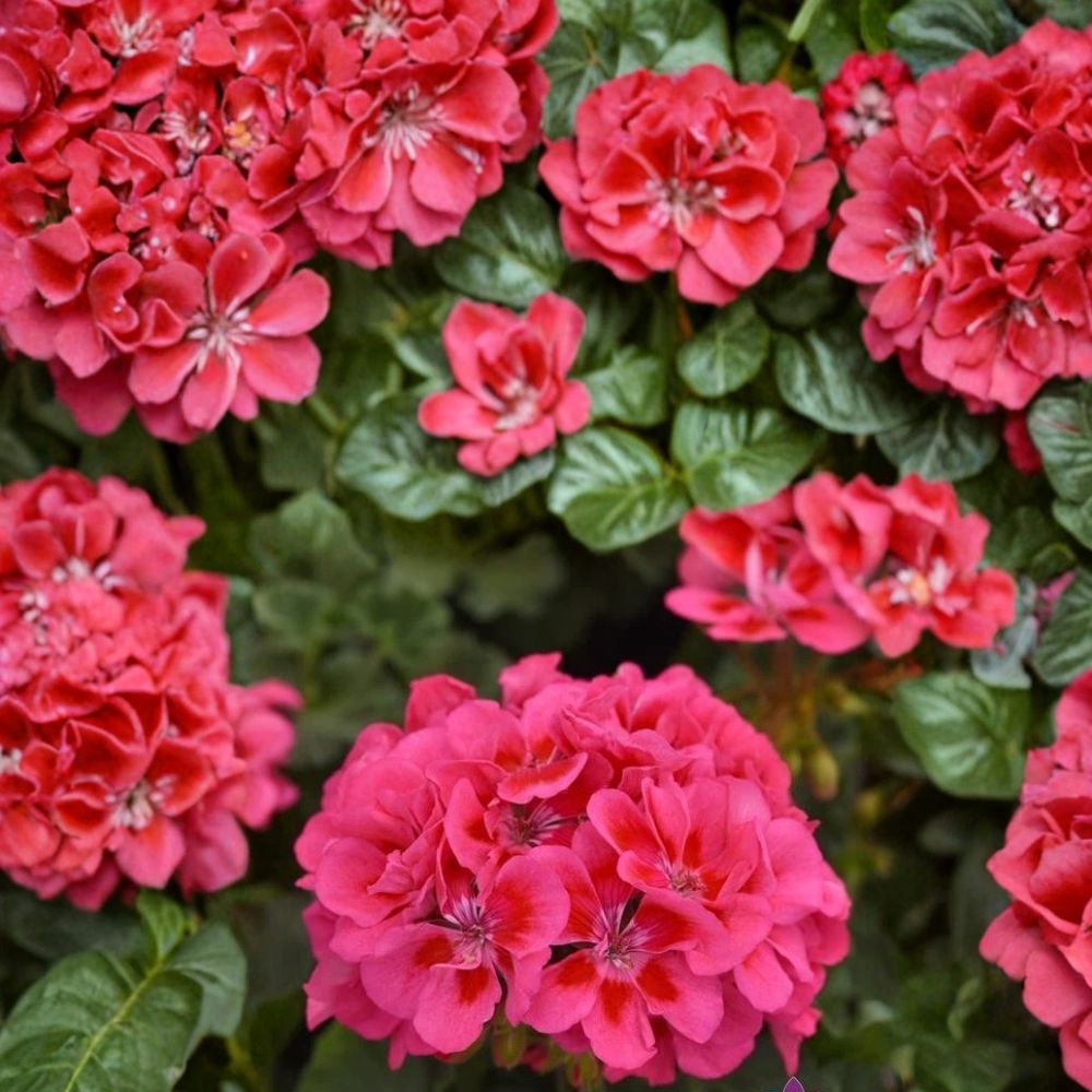 Presto Pink Geranium Seeds – Pelargonium x hortorum | 25+ Seeds | Vibrant Pink Flowers for Garden & Containers