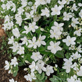 Asian Snow Jasmine Wrightia antidysenterica Live Starter Plant | 2–8 Inch Rooted Tropical Houseplant
