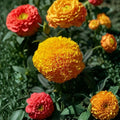 Marigold Coco Gold – Tagetes Flower Seeds | 250 Seeds | Tall African Marigold | Weather Resistant