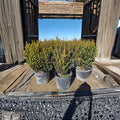 Wintergreen Boxwood – Buxus microphylla Live Shrub | 3 Gallon Evergreen Hedge | Cold Hardy Landscape Shrub