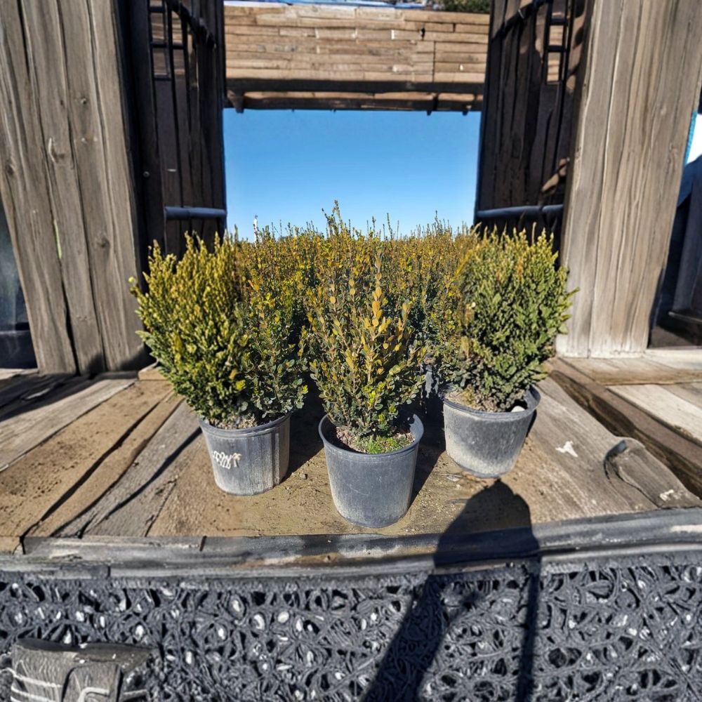 Wintergreen Boxwood – Buxus microphylla Live Shrub | 3 Gallon Evergreen Hedge | Cold Hardy Landscape Shrub