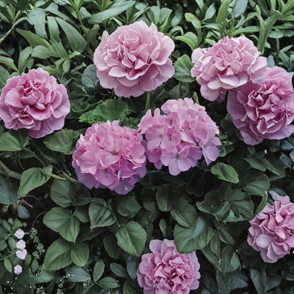 Maverick Quicksilver Geranium Seeds - 100 Pelargonium Seeds with Silvery Lavender Flowers