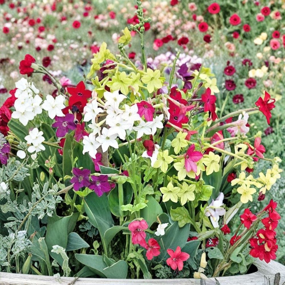 Nicotiana Alata Jasmine Tobacco Seeds Mix | 5,000+ Bulk Flower Seeds | Fragrant Night Blooming Sensation Mix