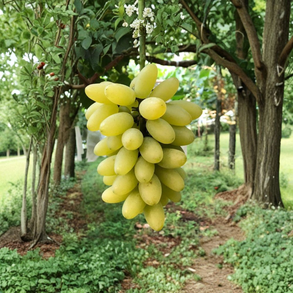 Gold Finger Grape Vine – Premium Japanese Table Grape with Sweet Golden Berries