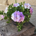 Double Soft Pink Ivy Geranium Cuttings - 8 Fresh Pelargonium Cuttings for Rooting