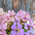 Magical Joy Geranium Seeds – 25+ Premium Flower Seeds for Vibrant Patio & Balcony Gardens