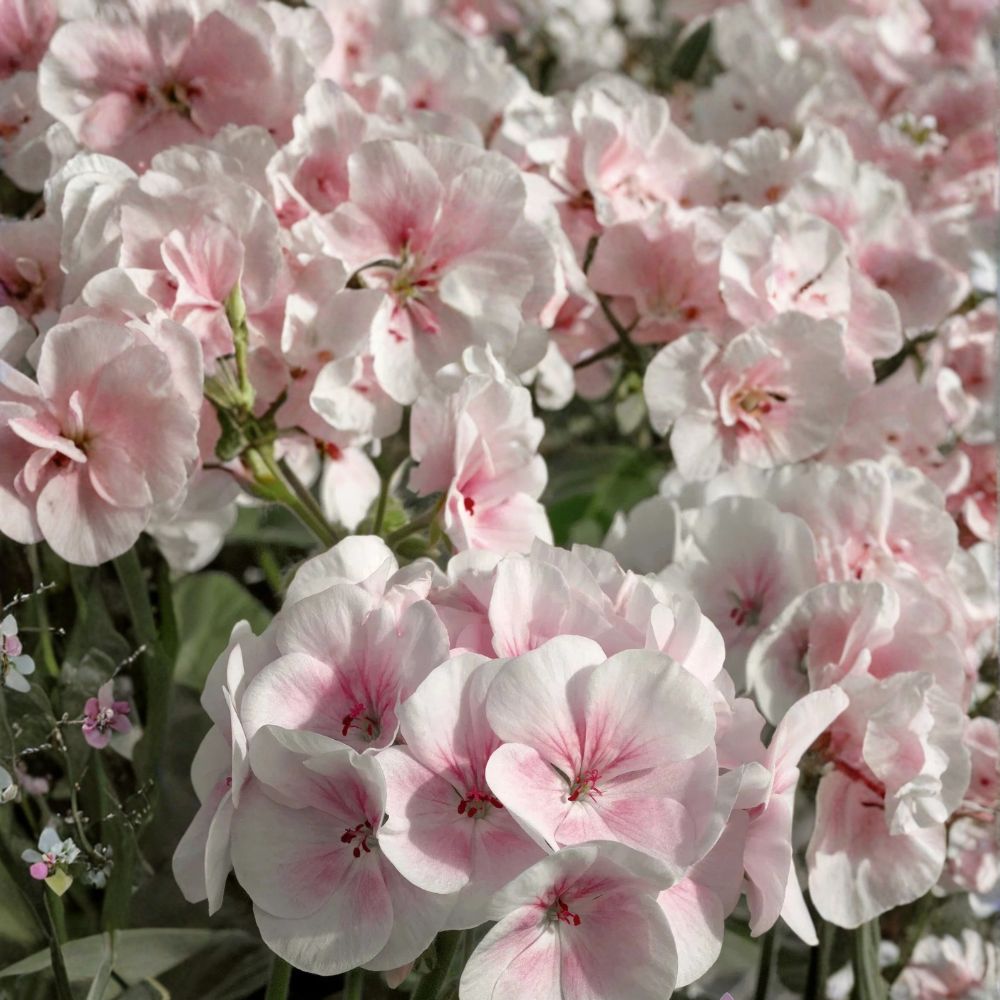 Maverick Appleblossom Geranium Seeds – Pelargonium x hortorum | 25+ Seeds | Soft Pink & White Blooms
