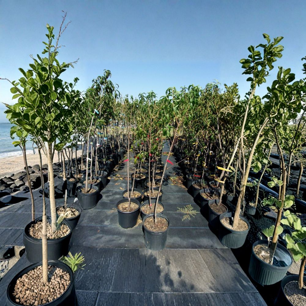 Crimson Snow Nectarine Tree – Prunus persica var. nucipersica | 4–6 Feet Tall | Sweet White Flesh Nectarines | Self-Fertile