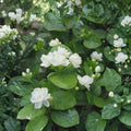 Arabian Jasmine Seeds – Jasminum sambac | 10 Seeds | Pure White Fragrant Flowers