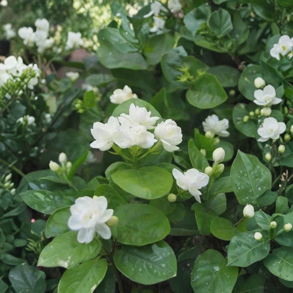 Arabian Jasmine Seeds – Jasminum sambac | 10 Seeds | Pure White Fragrant Flowers