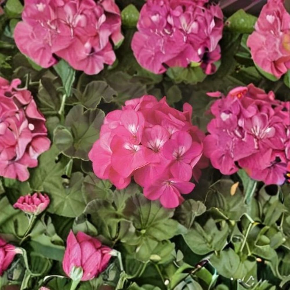 Geranium Pinto Premium Rose Deep Pelargonium Seeds - 1,000 Deep Rose Blooms