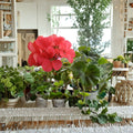 Zonal Geranium Cuttings - 4 Fresh Organic Pelargonium Cuttings for Rooting