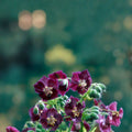Springtime Geranium Seeds – Pelargonium Flower Seeds | 25+ Seeds for Vibrant Blooms