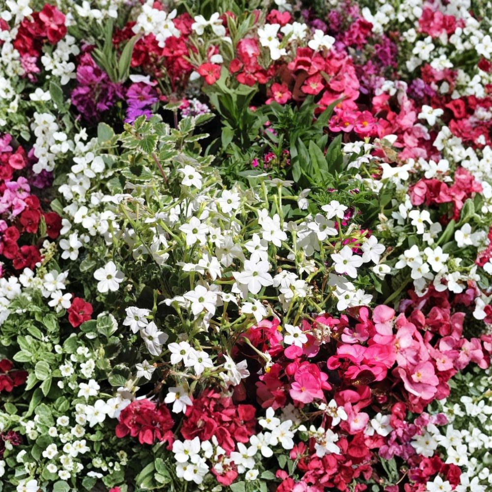 Nicotiana Alata Seeds 500 - White Jasmine Flowering Tobacco | Non-GMO Ornamental Seeds
