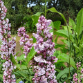 Katherine Havemeyer Lilac - 3 Ft Tall Double Pink French Lilac Shrub | Fragrant Spring Blooms