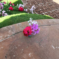 Mixed Ivy Geranium Cuttings – 9 Fresh Pelargonium Cuttings for Rooting | Four Color Trailing Geranium Collection