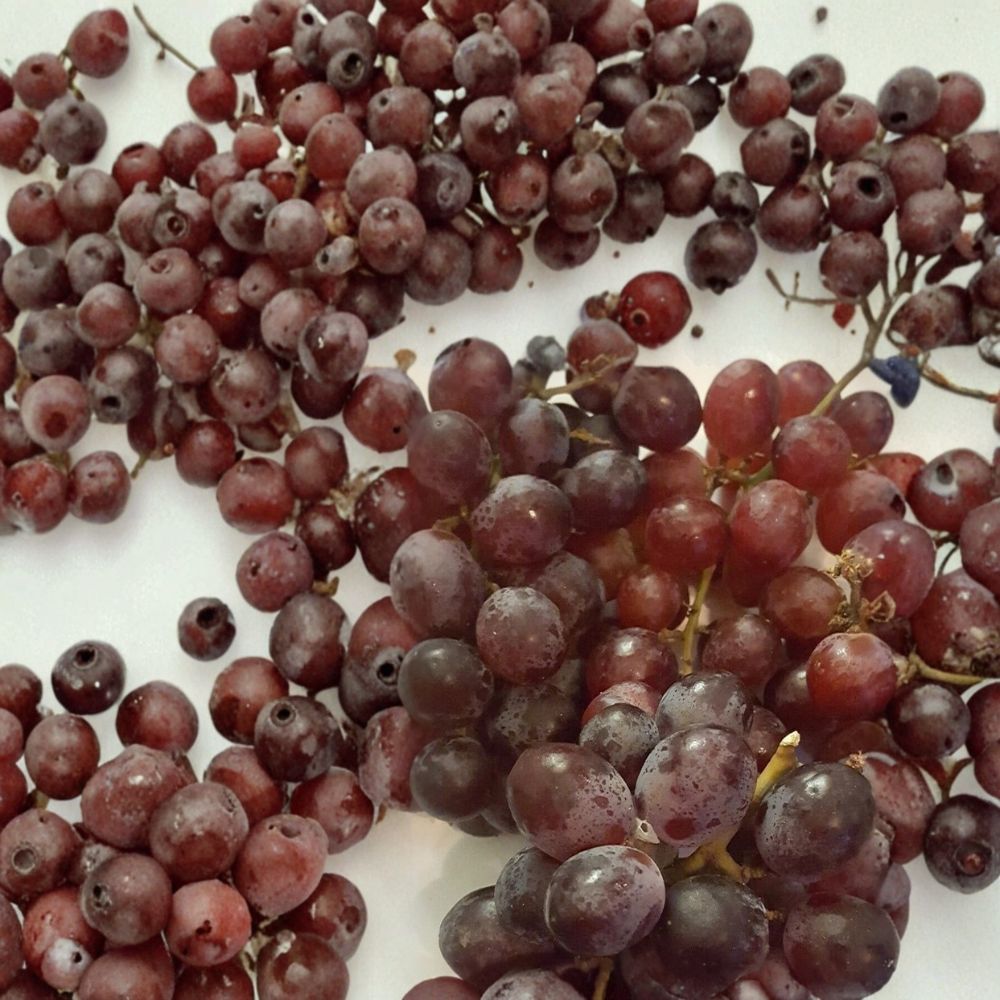 Red Globe Grape Vine – 1 Gallon Self-Fertile Fruit Plant for Home Gardens