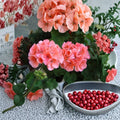 Salmon Pink Geranium Cuttings – 4 Fresh Upright Pelargonium Cuttings for Rooting