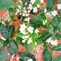 Madagascar Jasmine Seeds – Stephanotis floribunda | 50 Seeds | Fragrant Tropical Climbing Vine