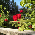 True Red Ivy Geranium Cuttings – 5 Unrooted Pelargonium Peltatum Cuttings for Hanging Baskets