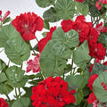 Precision Scarlet Red Ivy Leaf Geranium Seeds – Pelargonium peltatum | 25+ Seeds for Hanging Baskets & Patio