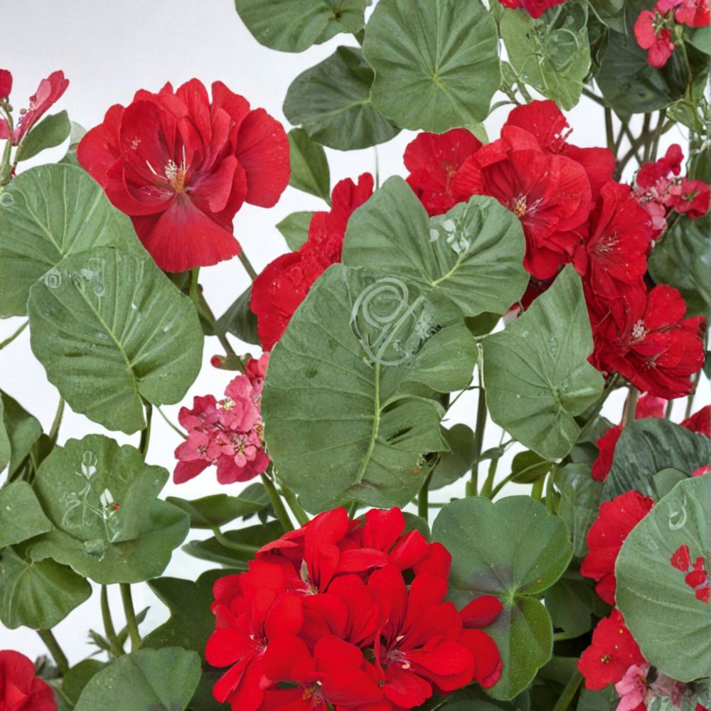 Precision Scarlet Red Ivy Leaf Geranium Seeds – Pelargonium peltatum | 25+ Seeds for Hanging Baskets & Patio