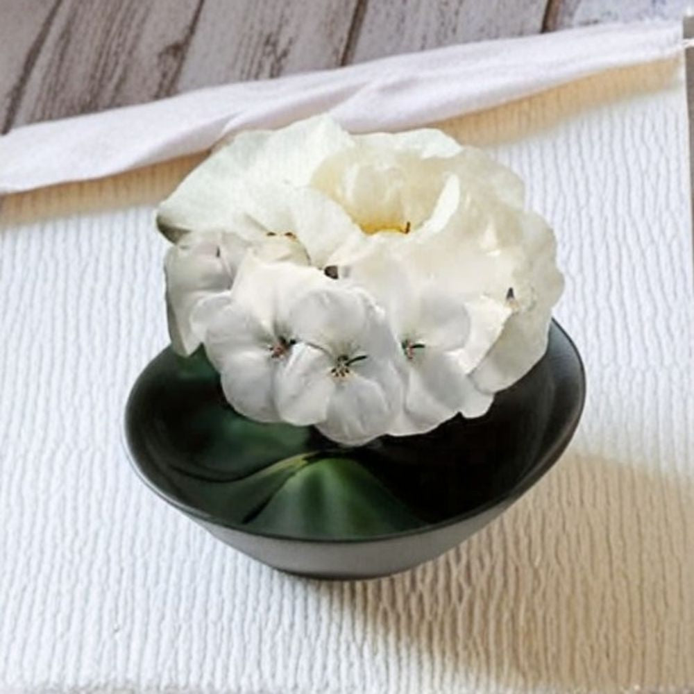 Geranium Pinto Premium White Pelargonium Seeds – 1,000 Snow White Blooms, Vigorous Garden Variety