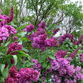 Charles Joly French Lilac - Syringa vulgaris ‘Charles Joly’ Live 3 Ft Potted Plant | Double Dark Red Fragrant Shrub