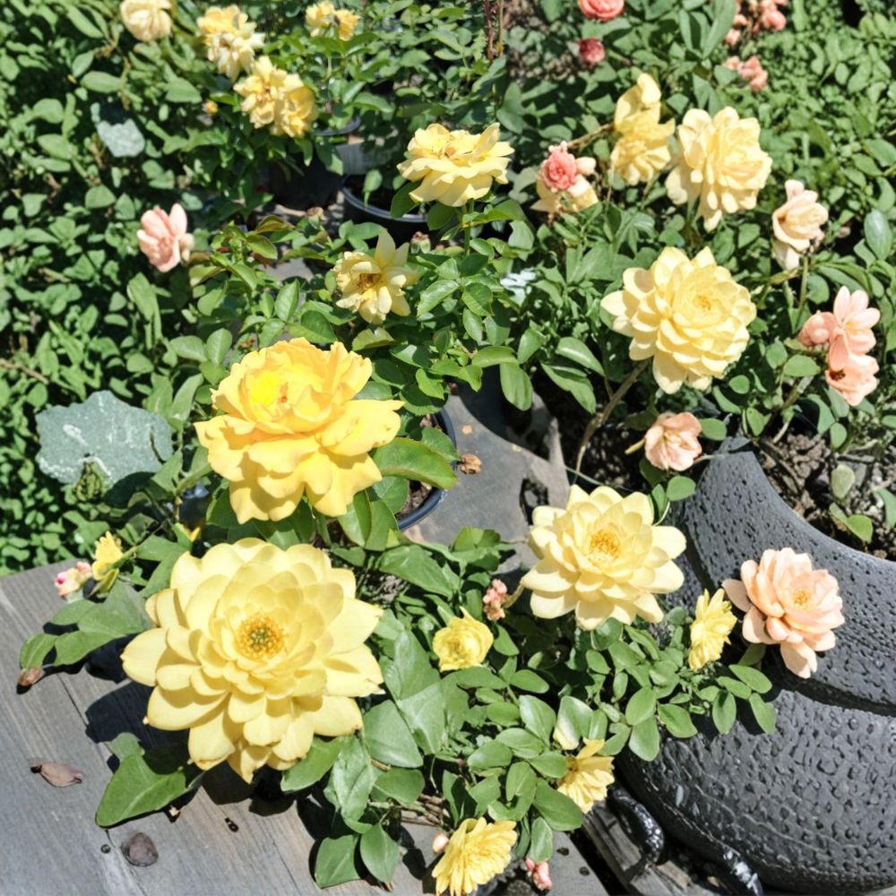 Julia Child Rose – Butter Gold Floribunda Live Plant | 5 Gallon | 2006 AARS Winner