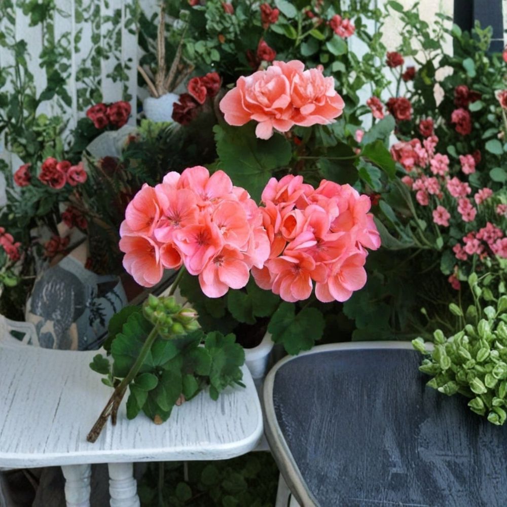 Geranium Salmon Pink Cuttings – 4 Fresh Upright Pelargonium Stems with Rooting Hormone