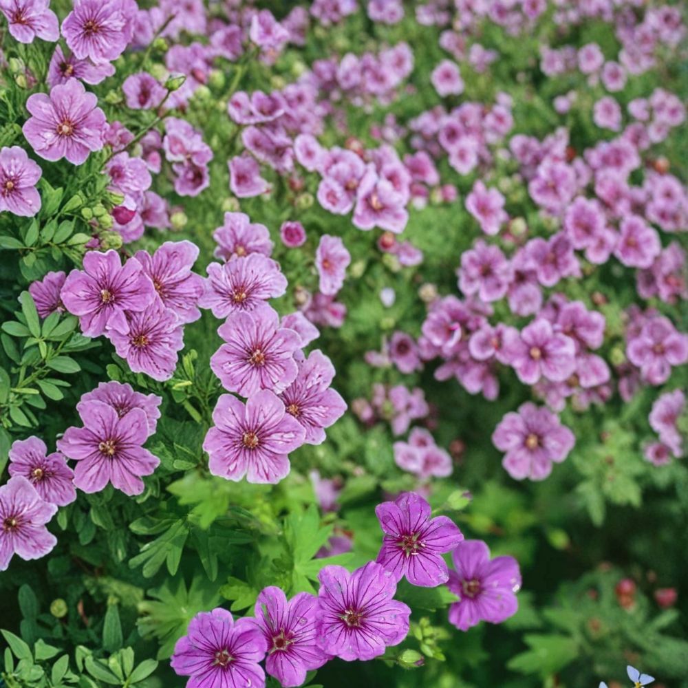 Dilys Geranium Seeds – Pelargonium Flower Seeds | 25+ Seeds for Vibrant Garden Blooms