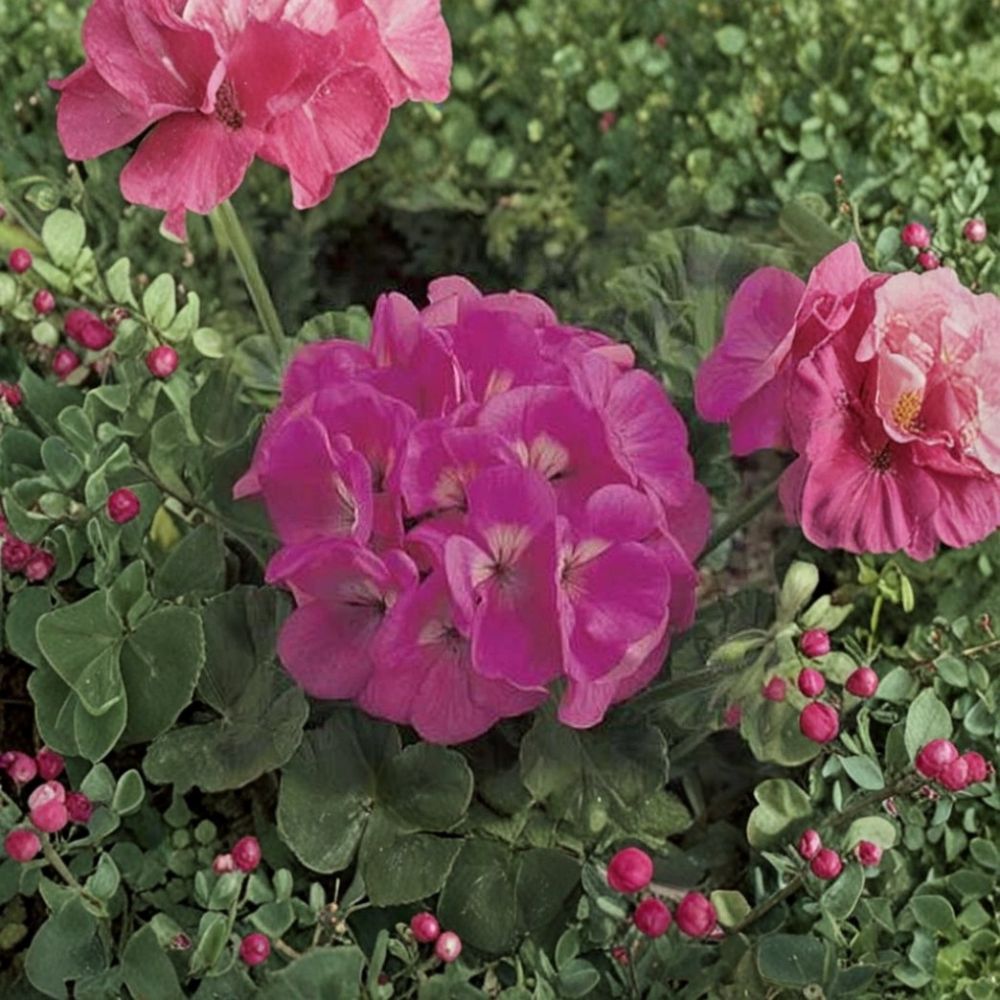 Maverick Series Pink Geranium Seeds – Pelargonium Zonal | 10 Seeds | Large Pink Blooms | Patio & Container Friendly