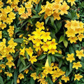 Carolina Jasmine Seeds – Gelsemium sempervirens | 25 Seeds | Yellow Jessamine Vine