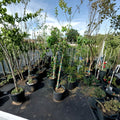 Native Red Maple Tree – Acer rubrum Live Tree | 4–6 Feet Tall | Fast Growing Shade Tree with Brilliant Fall Color