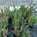 Purple Texas Sage – Leucophyllum frutescens Live Plant | 2–3 Feet Tall Evergreen Shrub