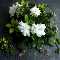 Gardenia Plant Set of 2 – Gardenia jasminoides Bare Root Live Shrubs with Fragrant White Flowers