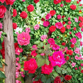 Double Knock Out® Red Rose Live Plant | 1 Gallon | Disease Resistant Landscape Rose