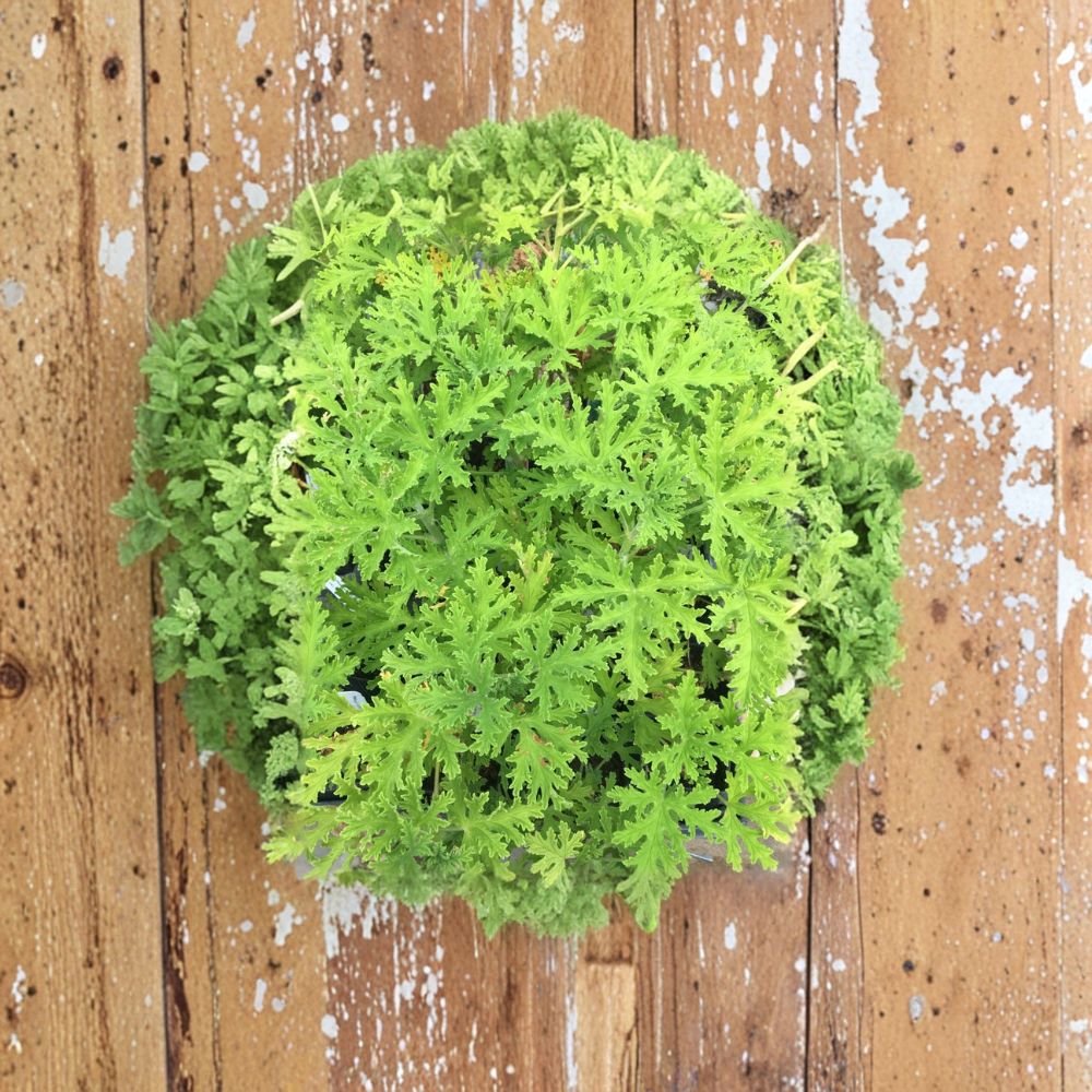 Citrosa Geranium Live Plant – Pelargonium ‘Citrosum’ Mosquito Plant in 2.5" Pot