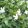 Common Jasmine – Jasminum officinale Live Plants | Set of 3 in 3.5 Inch Pots | Fragrant Climbing Vine