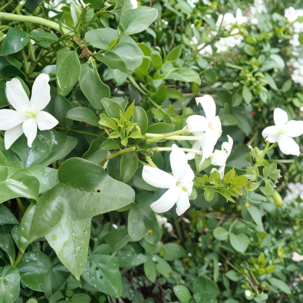 Common Jasmine – Jasminum officinale Live Plants | Set of 3 in 3.5 Inch Pots | Fragrant Climbing Vine
