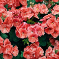 Ringo Salmon Geranium Seeds – Pelargonium Flower Seeds | 15 Seeds | Early Blooming Salmon Flowers